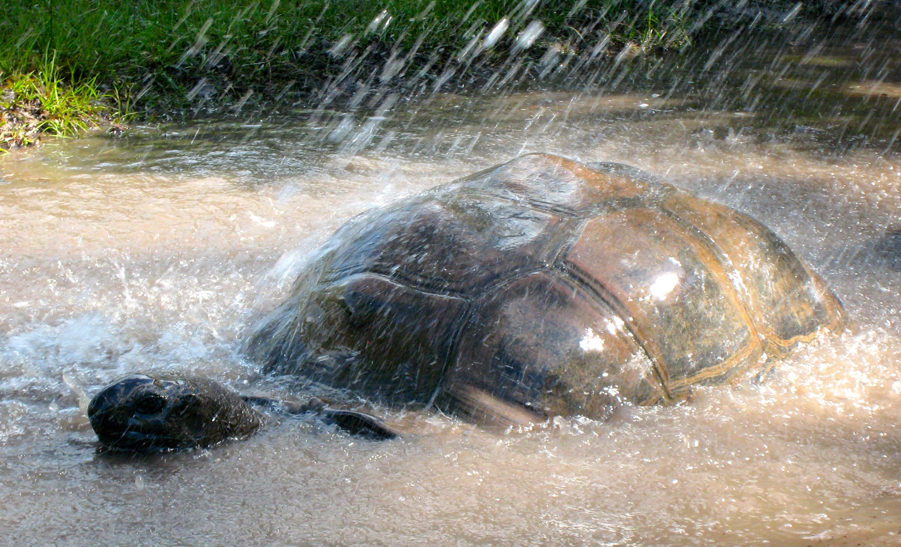 ALDABRA BREEDER