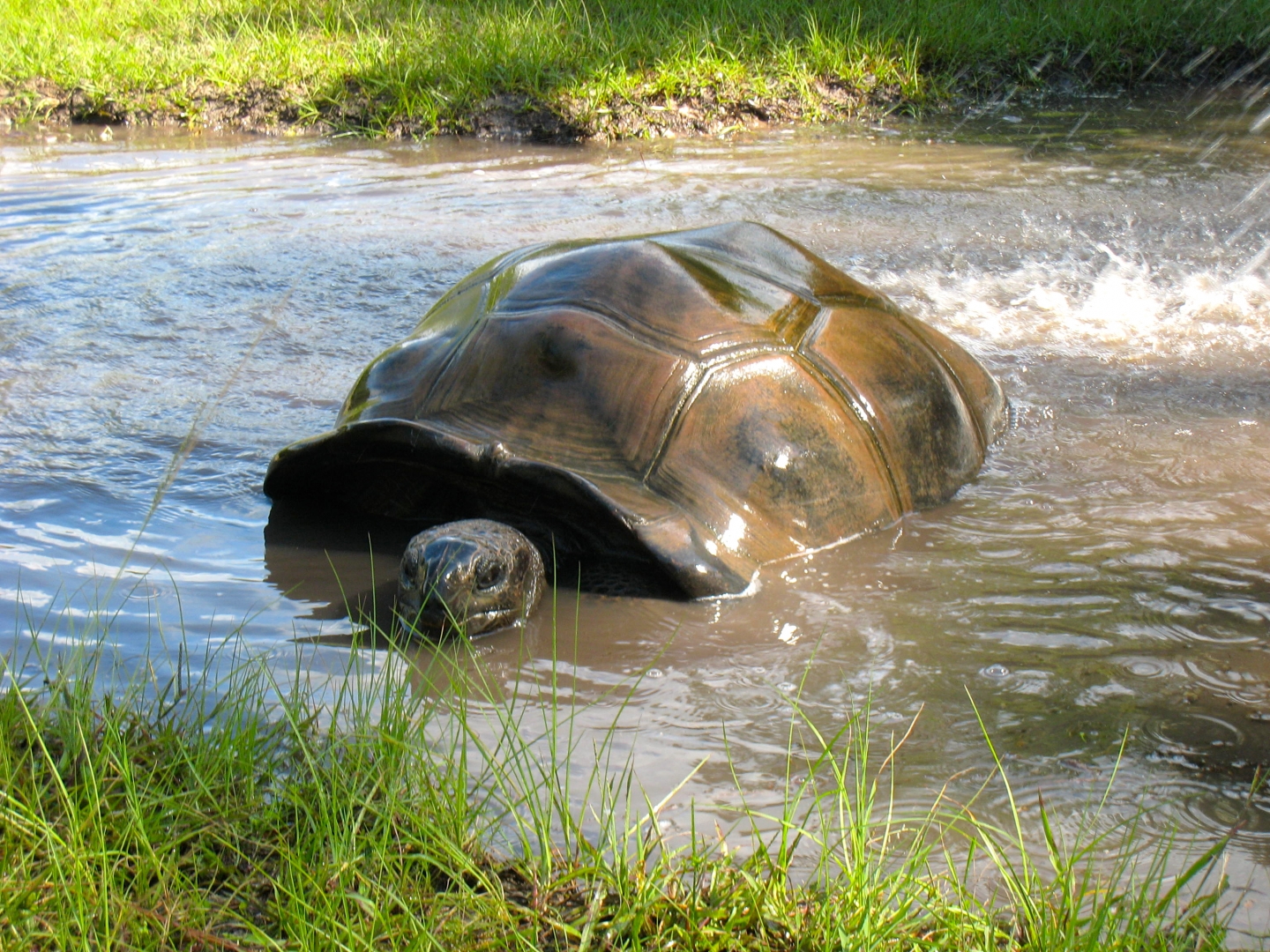ALDABRA BREEDER