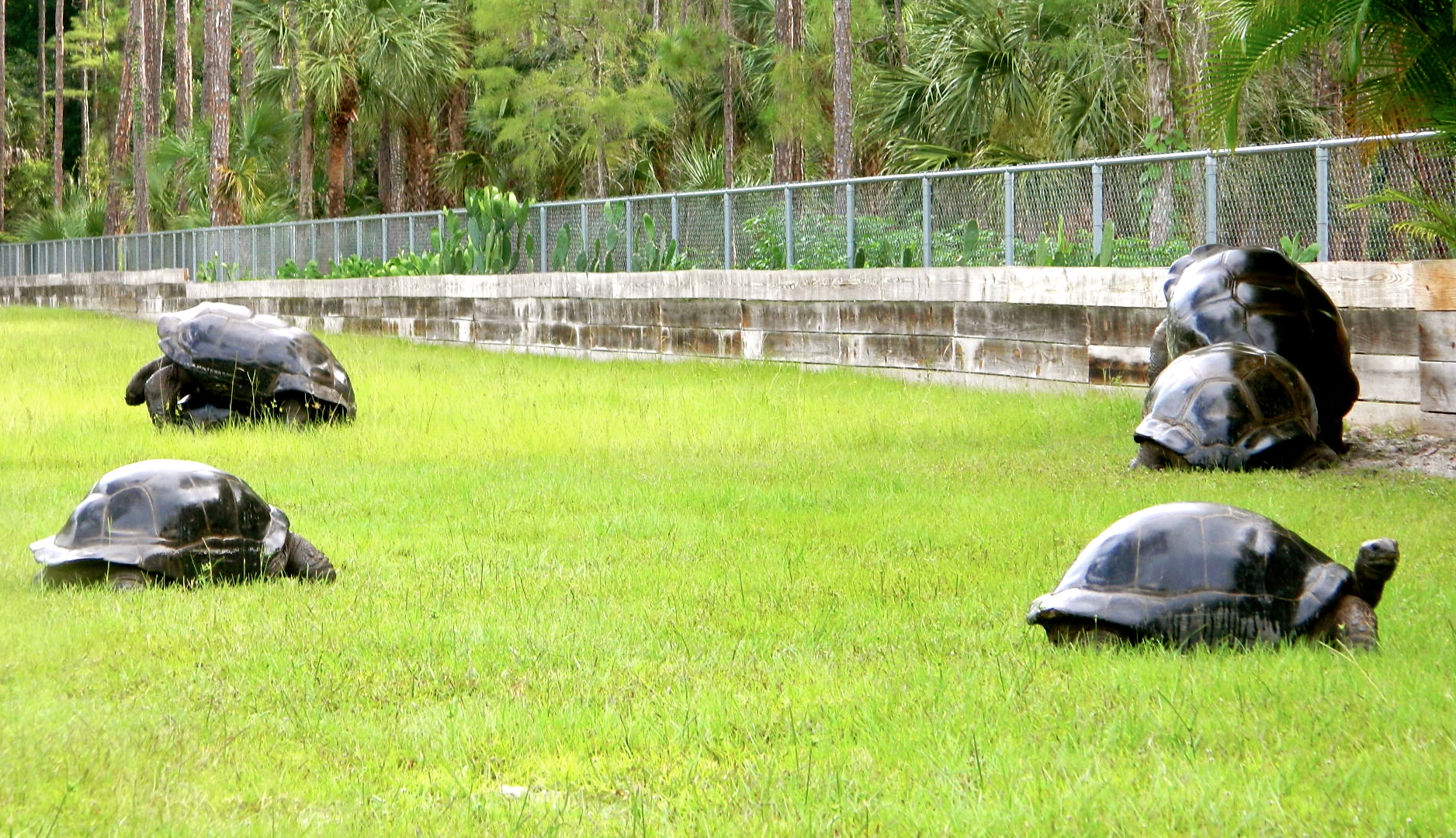 ALDABRA BREEDER