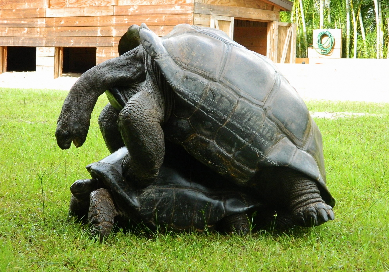 ALDABRA BREEDER