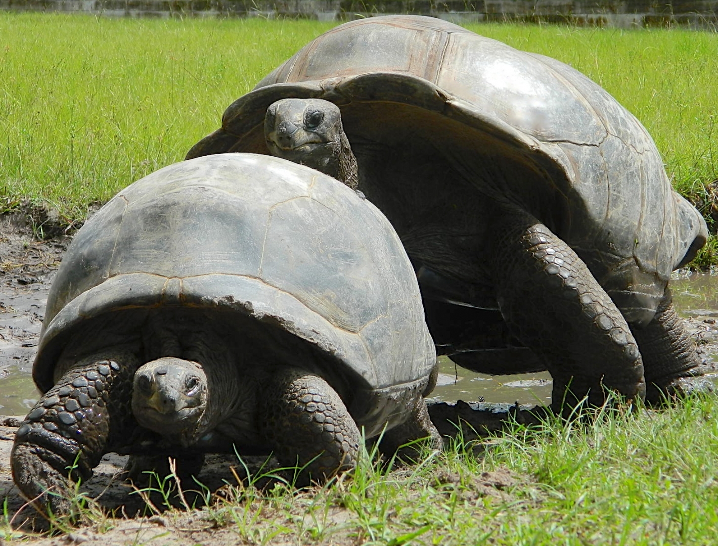 ALDABRA BREEDER