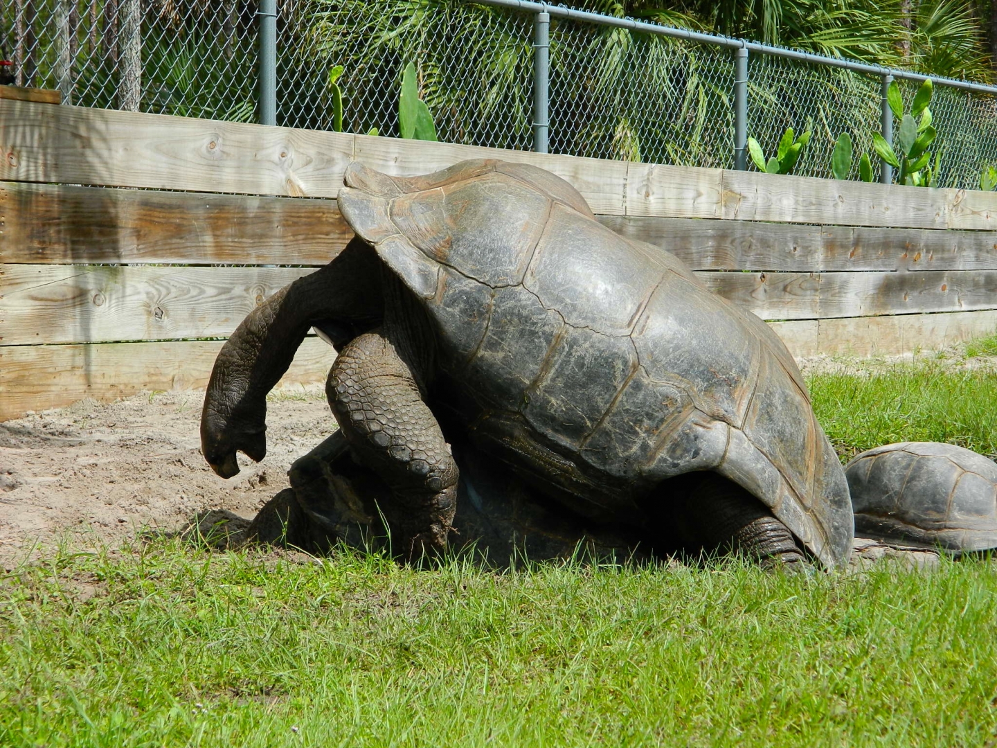 ALDABRA BREEDER