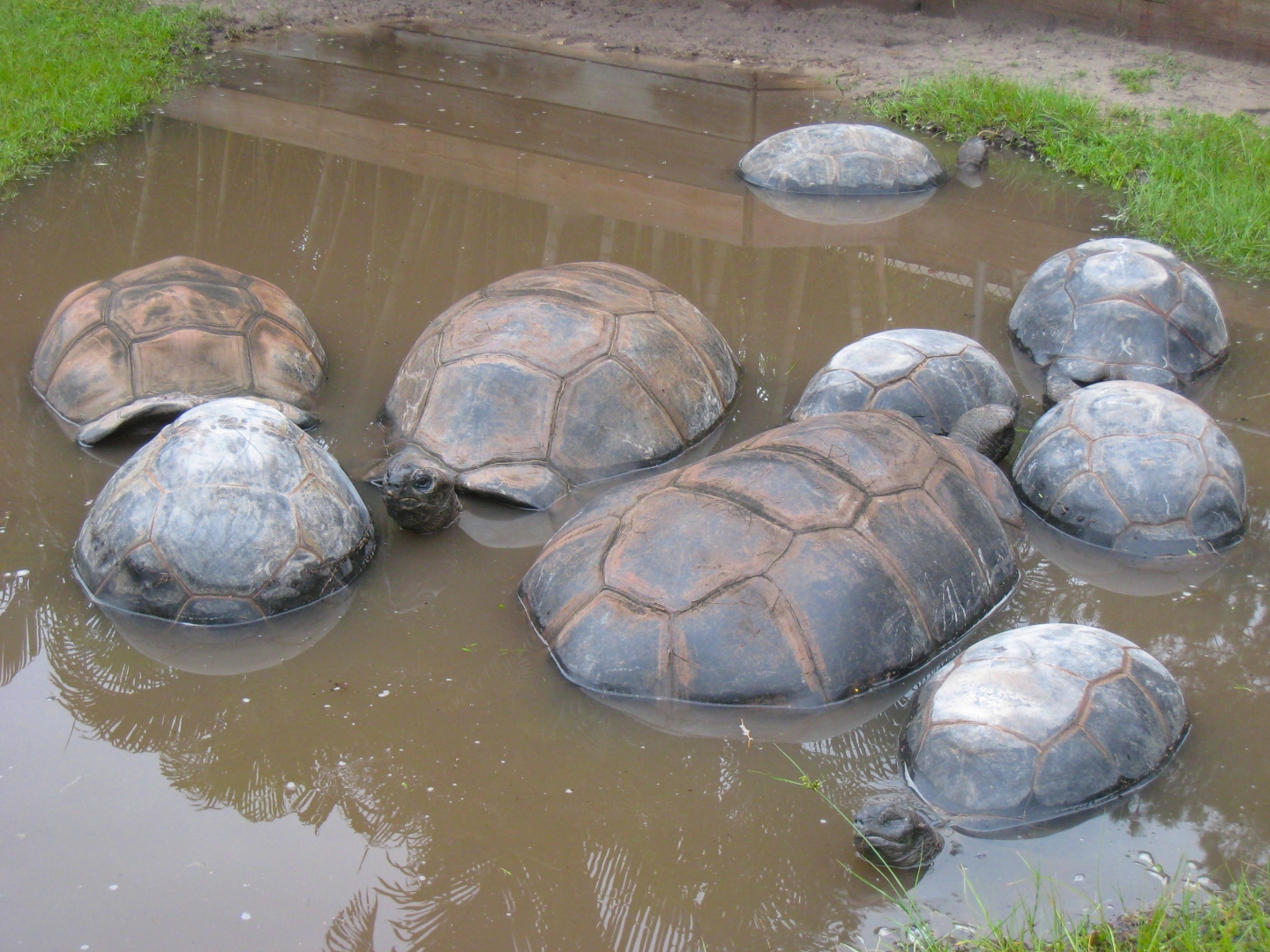 ALDABRA BREEDER