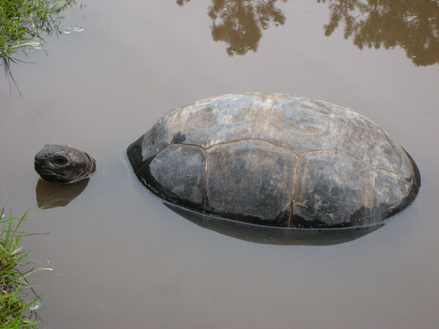 ALDABRA BREEDER