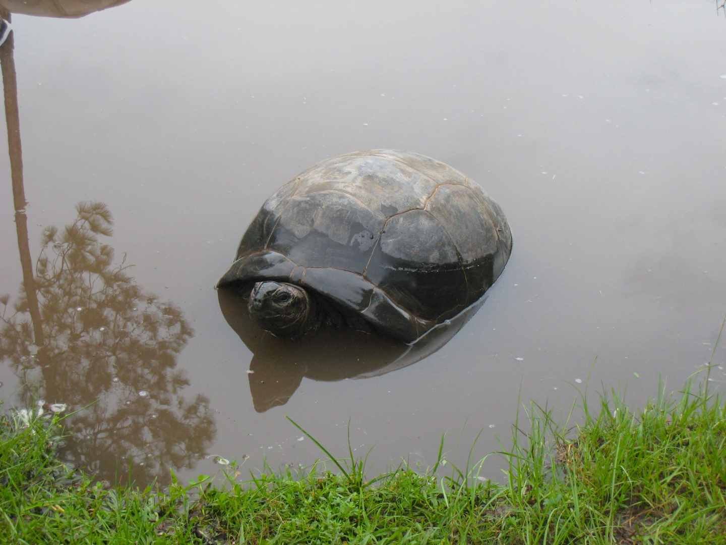 ALDABRA BREEDER
