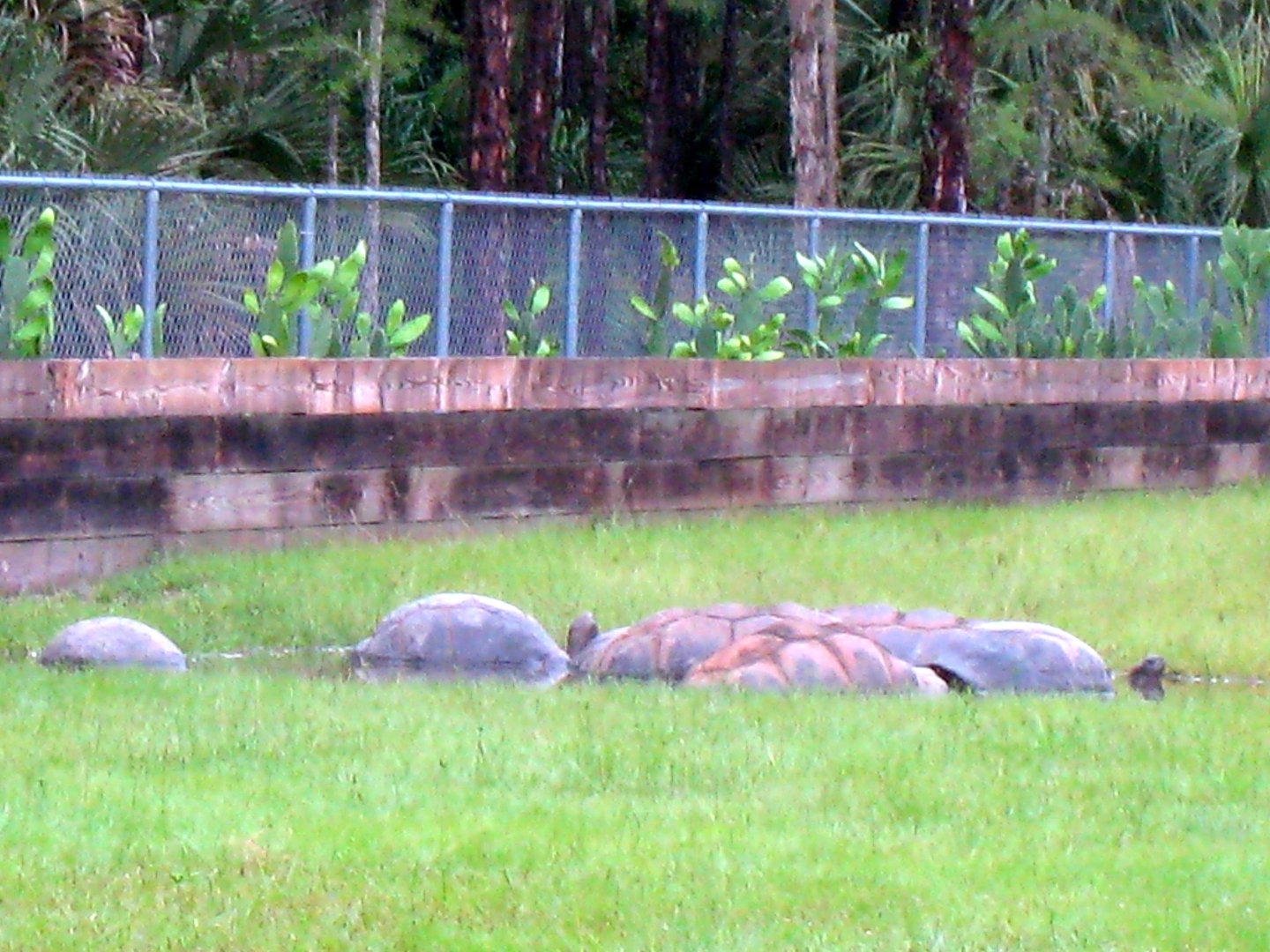 ALDABRA BREEDER