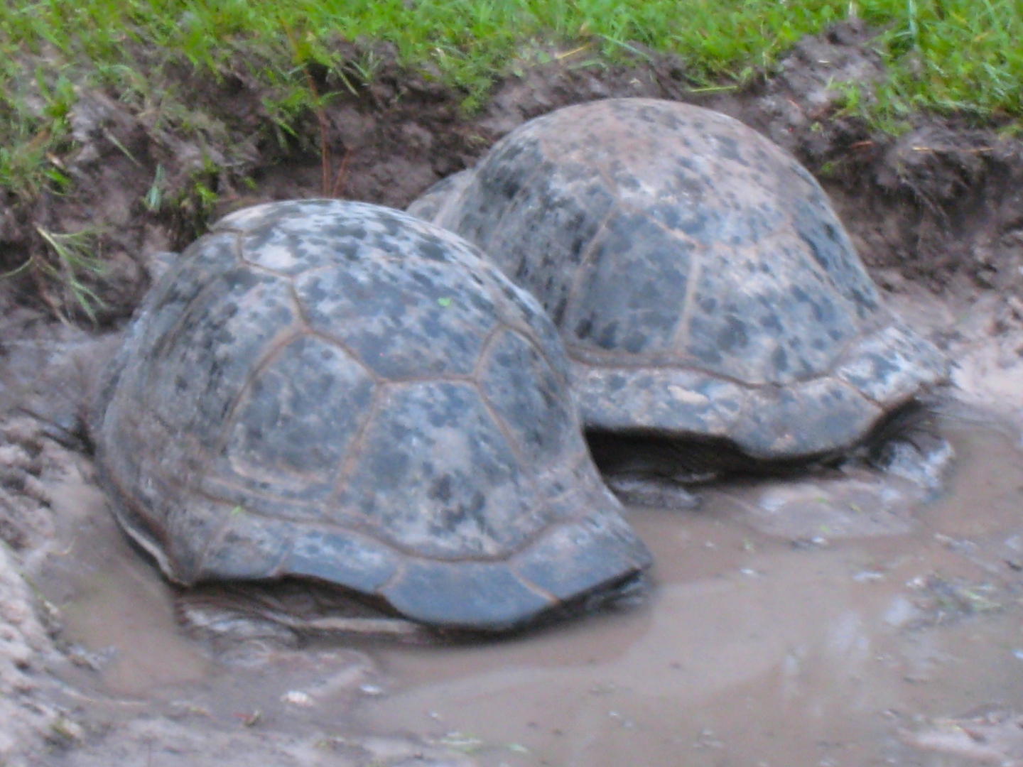 ALDABRA BREEDER