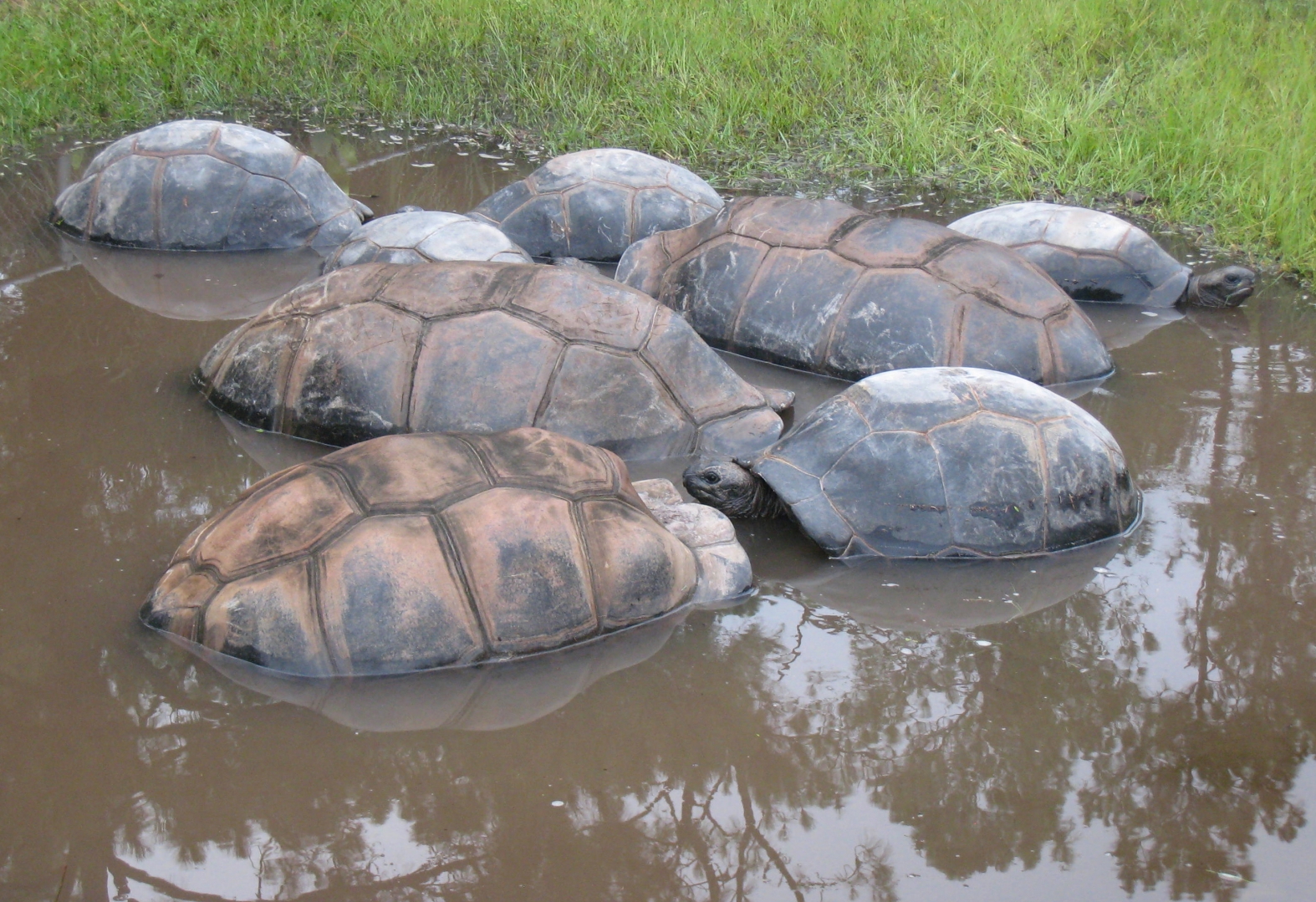 ALDABRA BREEDER