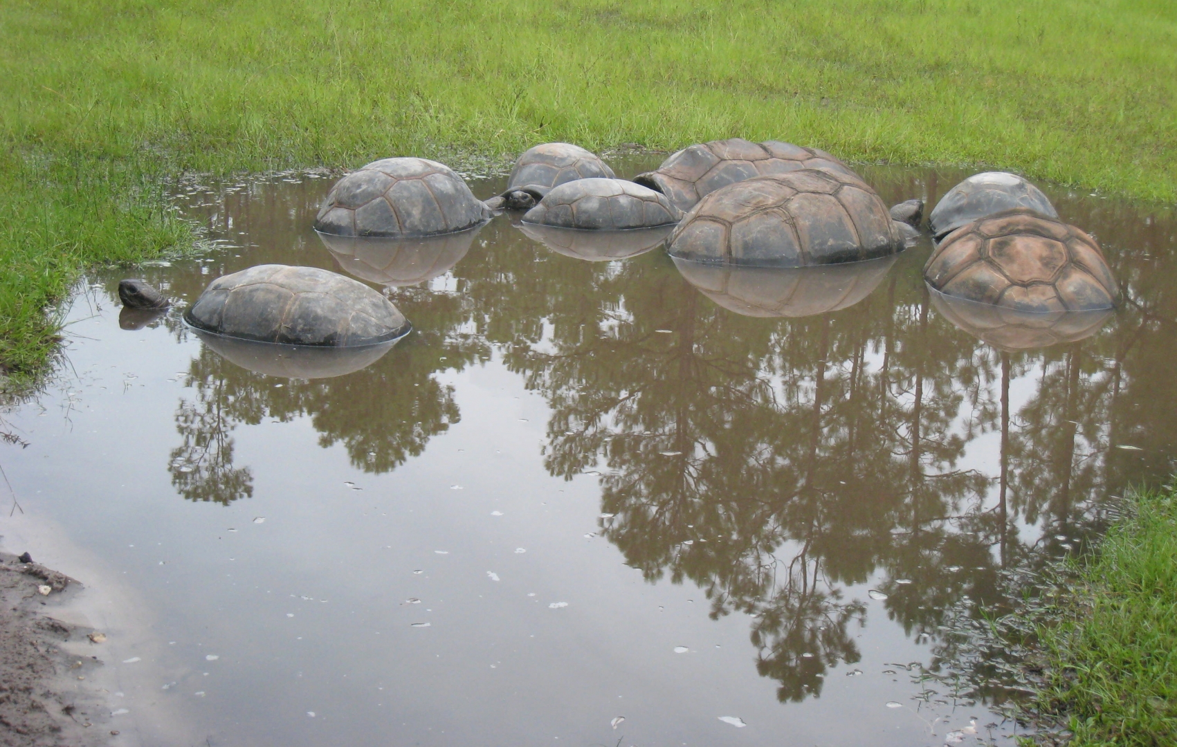 ALDABRA BREEDER