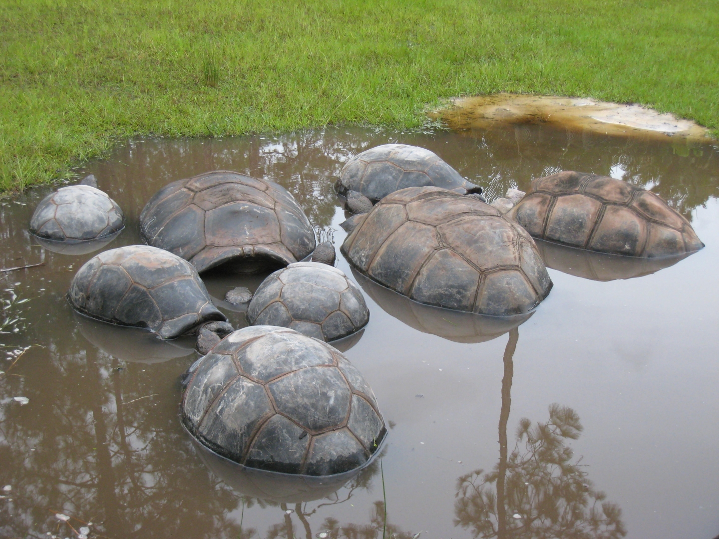 ALDABRA BREEDER