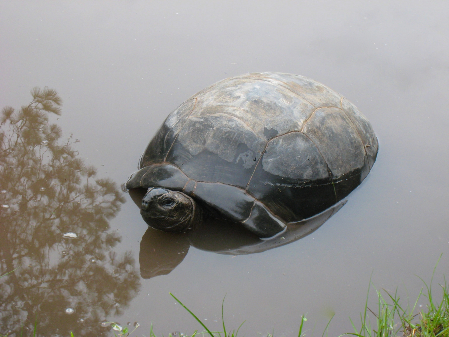 ALDABRA BREEDER