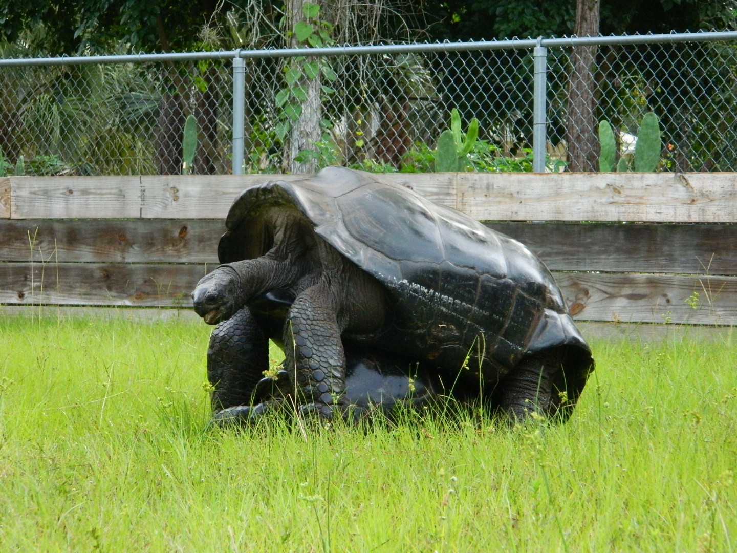ALDABRA BREEDER