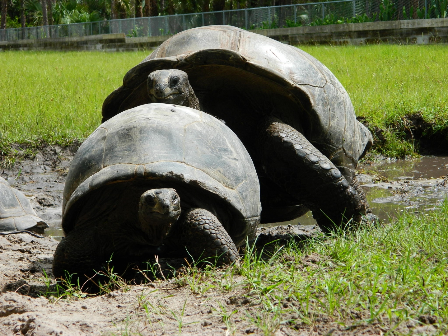 ALDABRA BREEDER