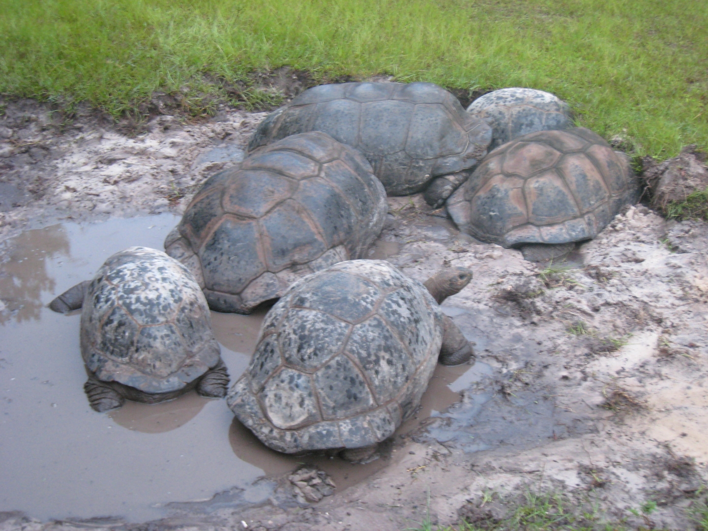 ALDABRA BREEDER