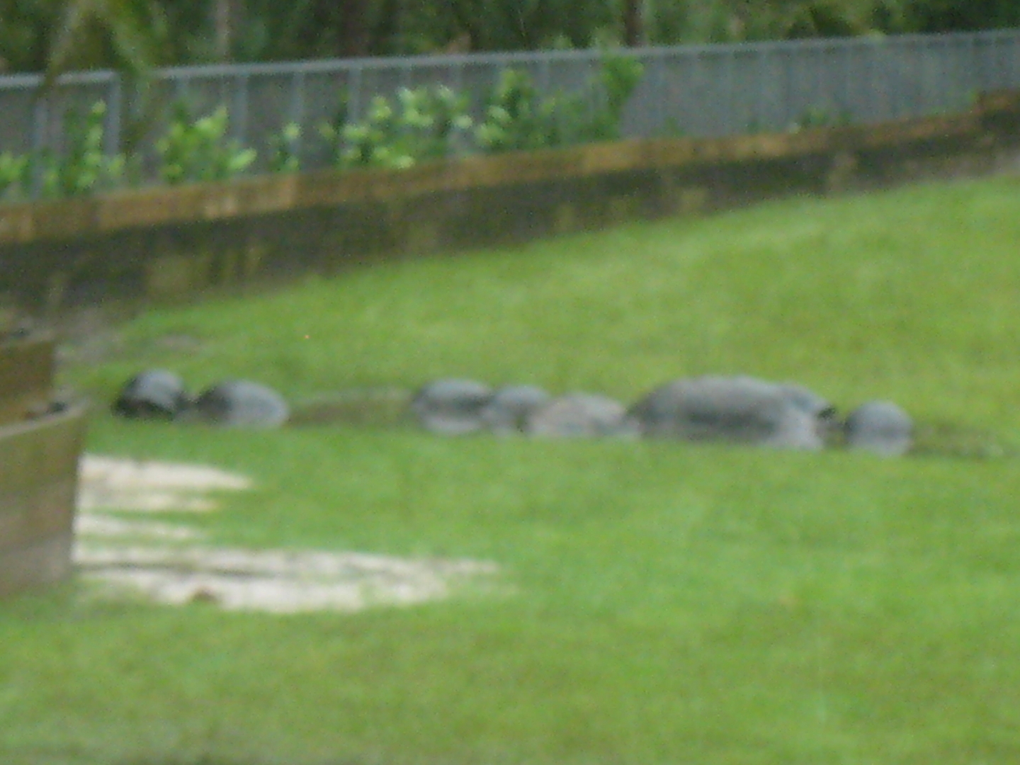 ALDABRA BREEDER