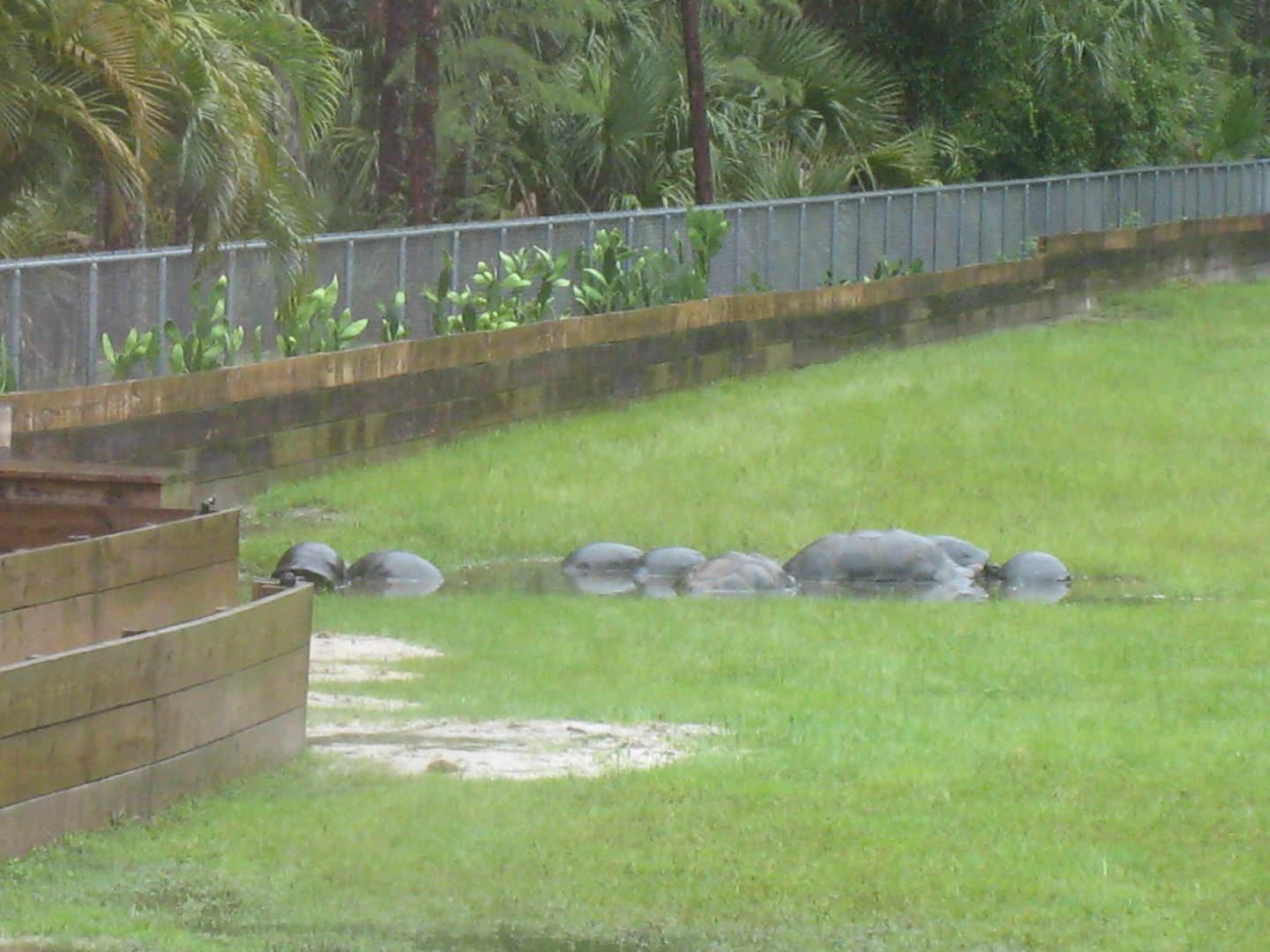 ALDABRA BREEDER
