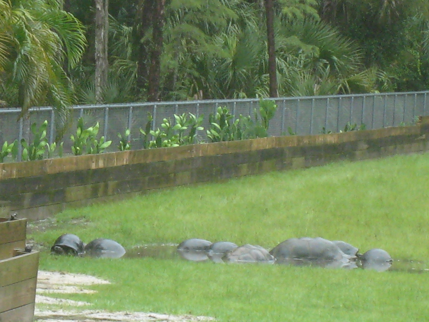 ALDABRA BREEDER