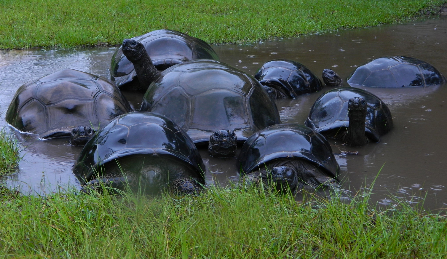 ALDABRA BREEDER
