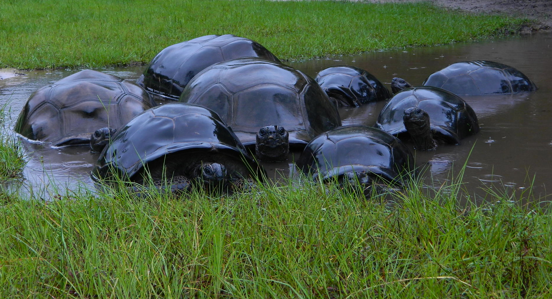 ALDABRA BREEDER