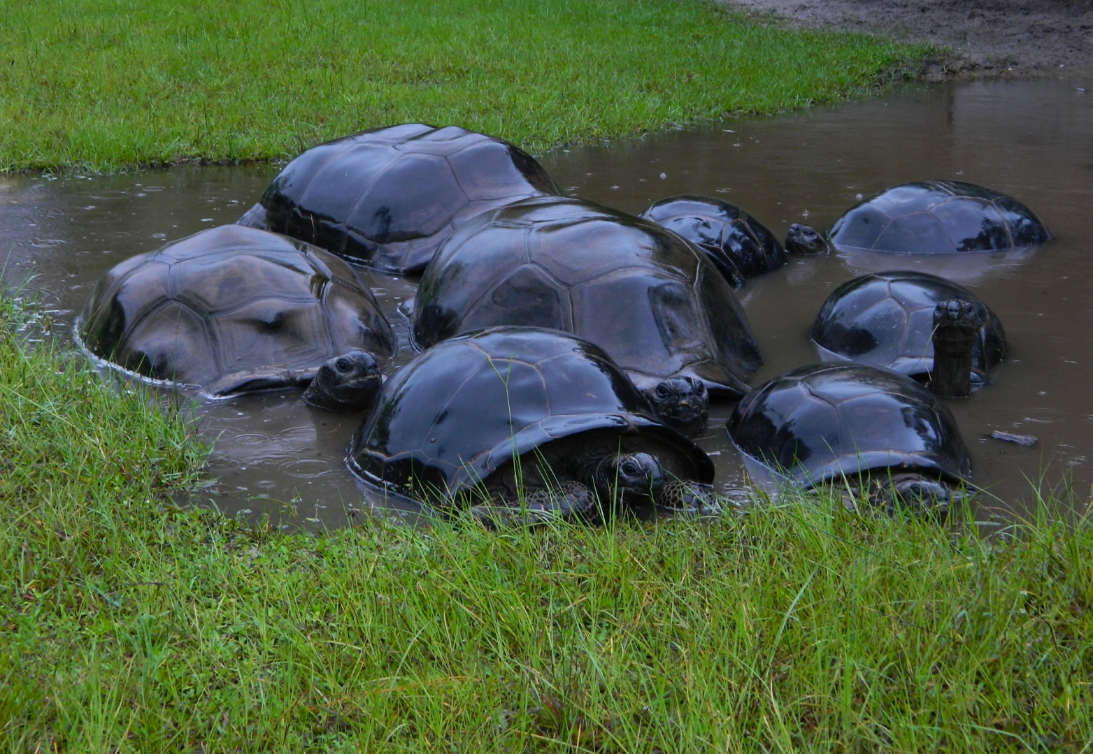 ALDABRA BREEDER