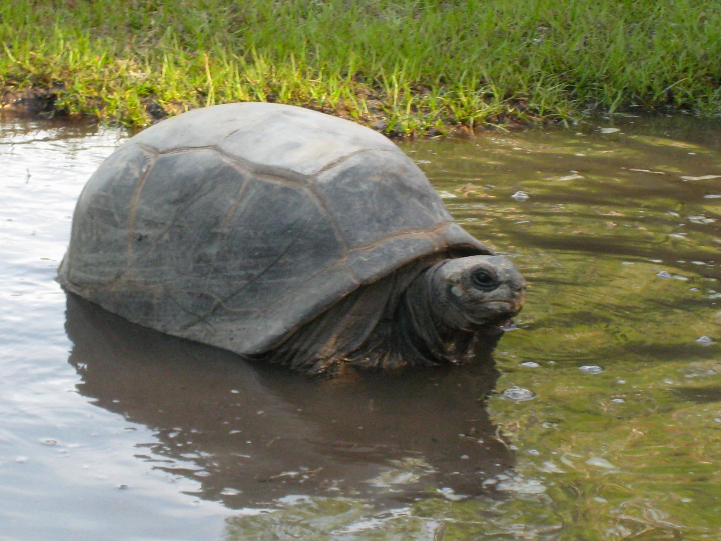 ALDABRA BREEDER
