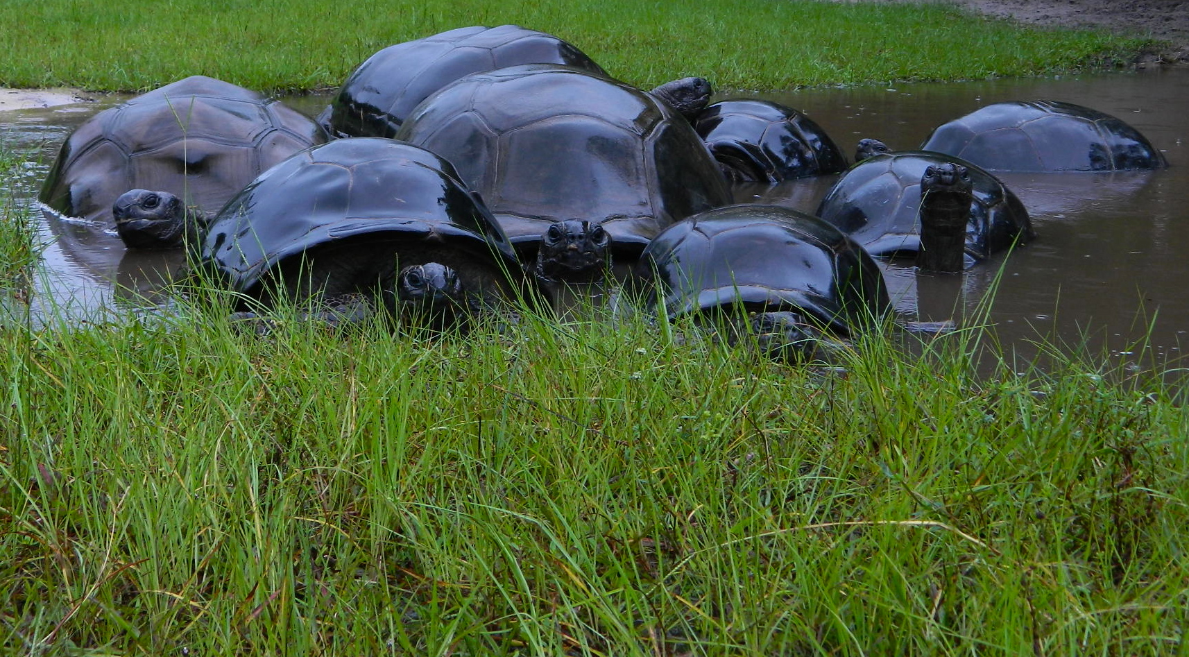 ALDABRA BREEDER