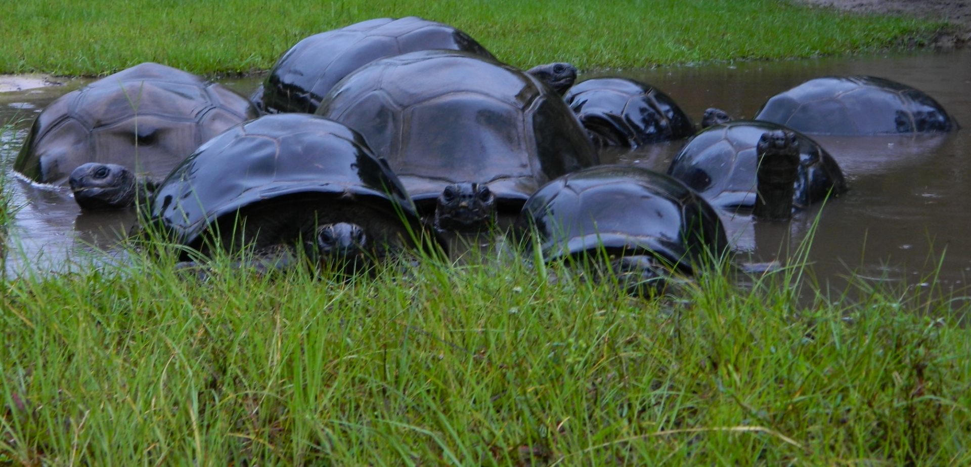 ALDABRA BREEDER