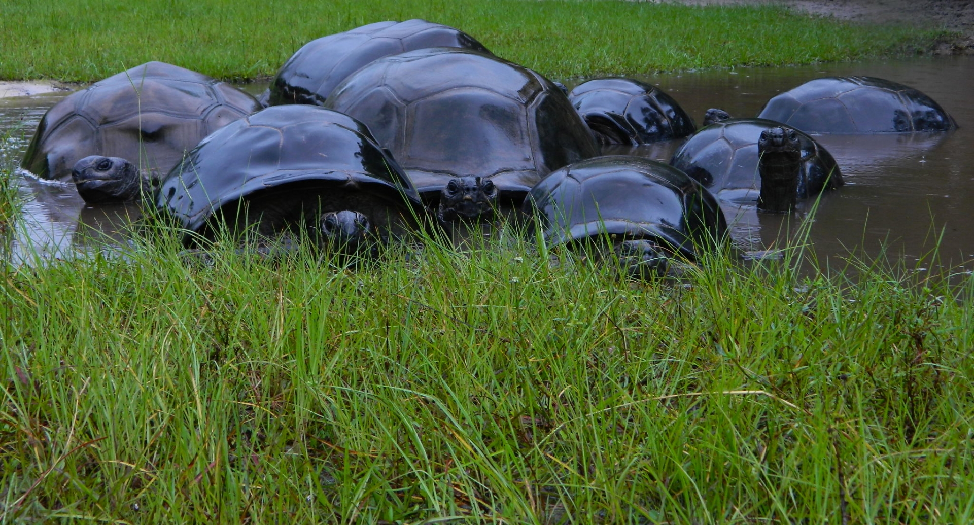 ALDABRA BREEDER