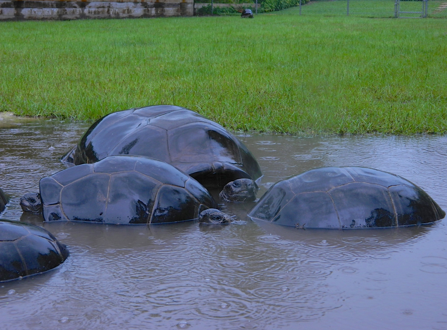 ALDABRA BREEDER