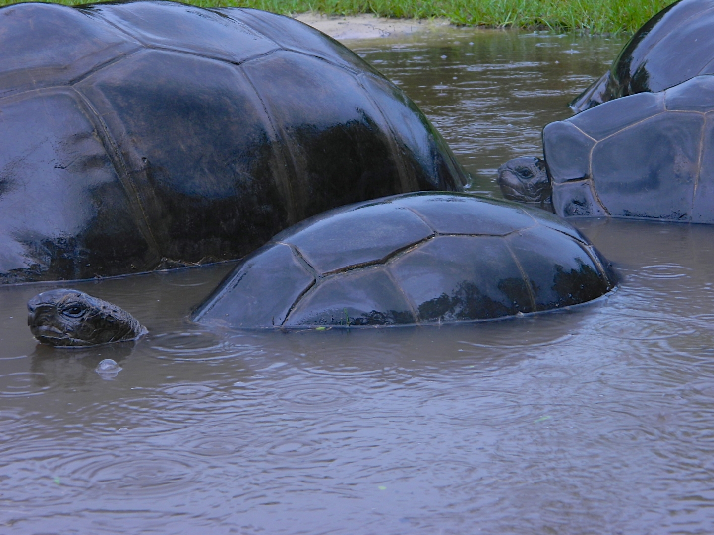 ALDABRA BREEDER