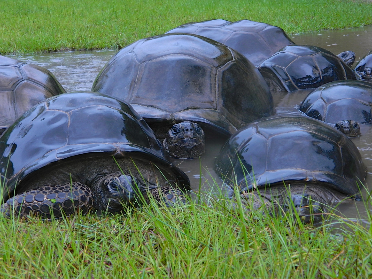 ALDABRA BREEDER