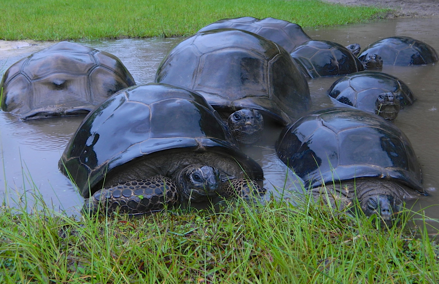 ALDABRA BREEDER