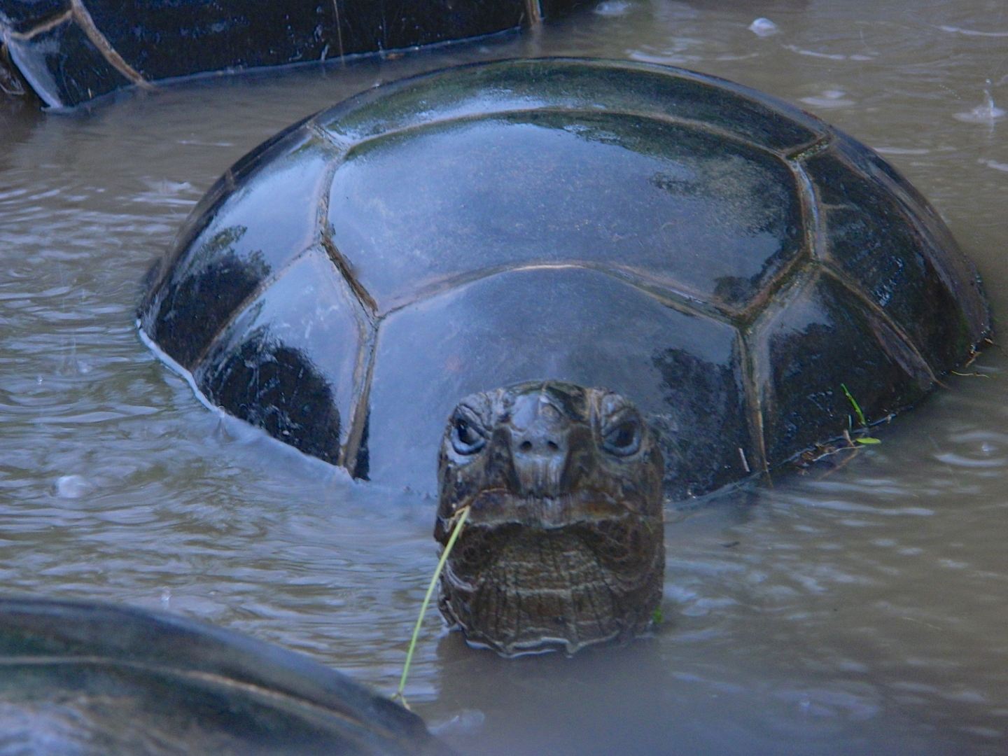 ALDABRA BREEDER