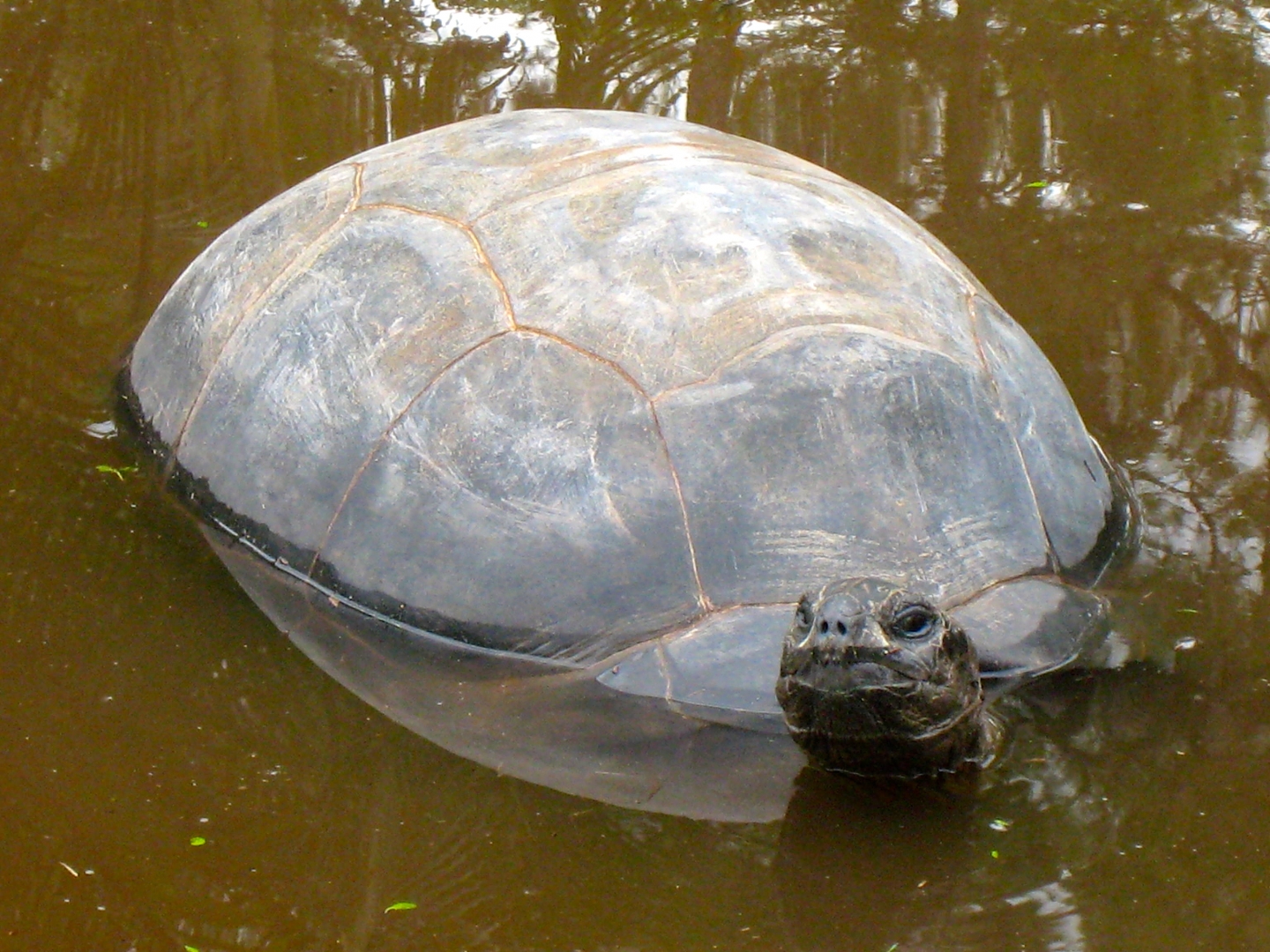 ALDABRA BREEDER