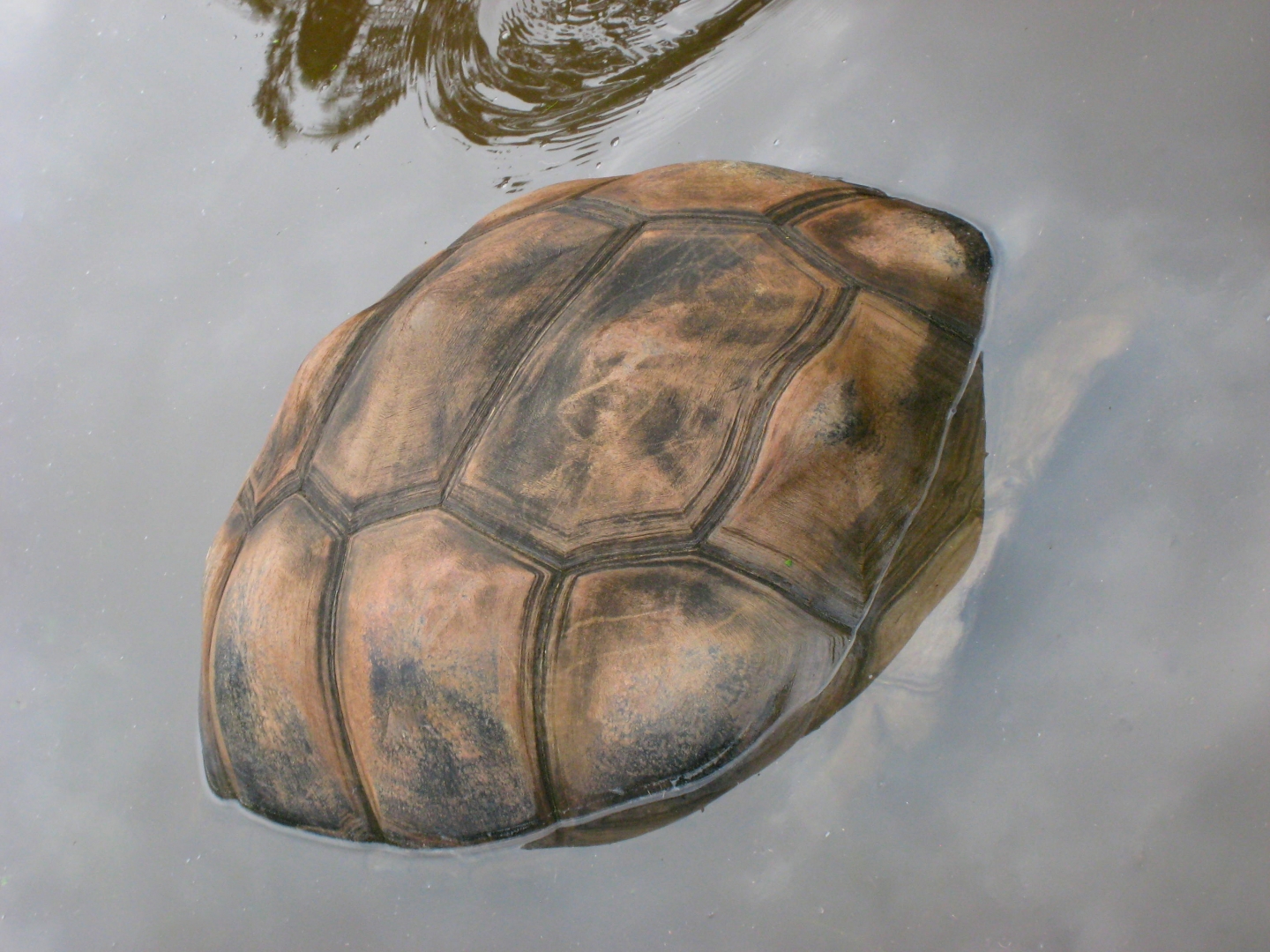 ALDABRA BREEDER