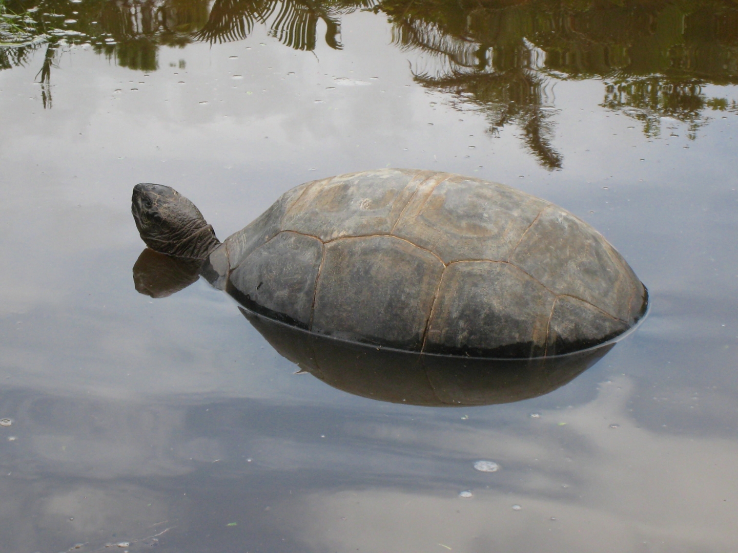 ALDABRA BREEDER