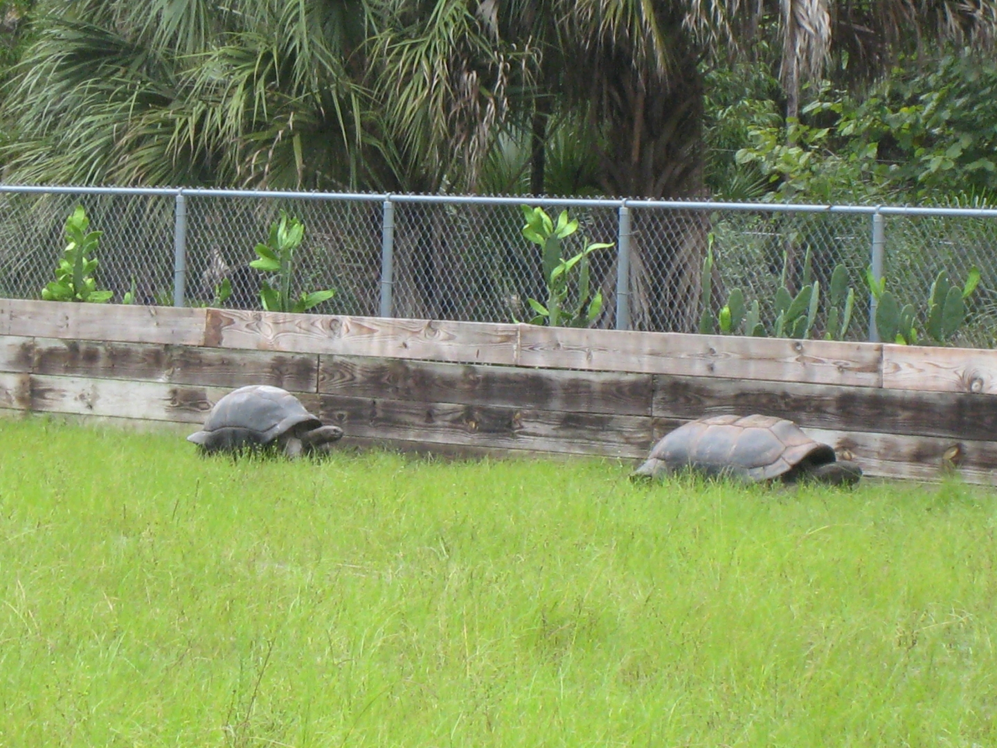 ALDABRA BREEDER