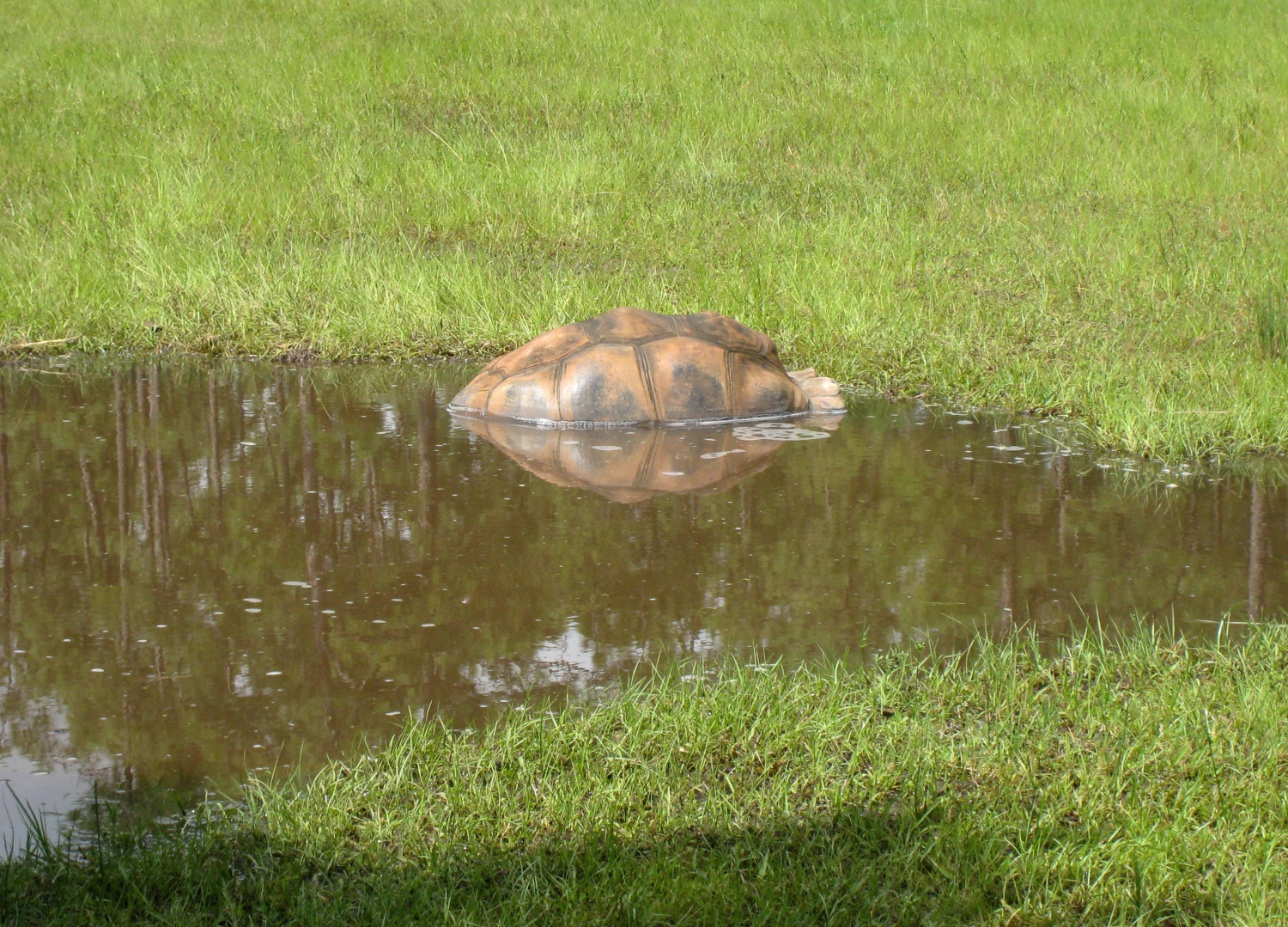 ALDABRA BREEDER
