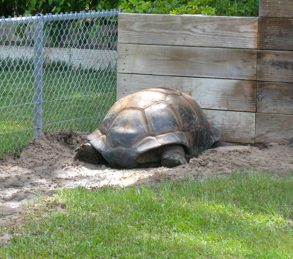 ALDABRA BREEDER