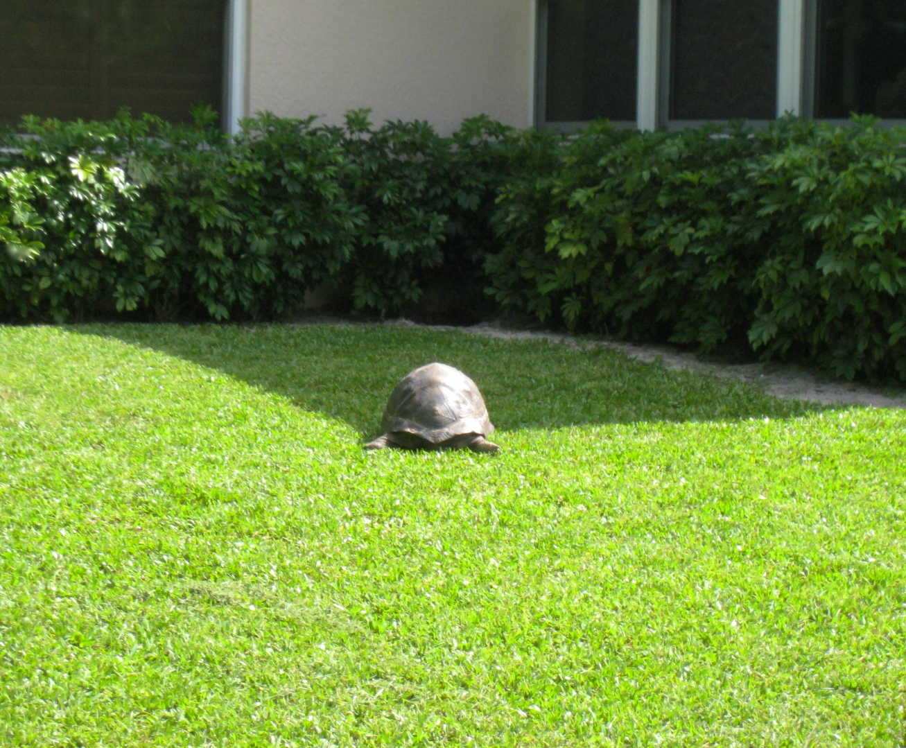 ALDABRA BREEDER