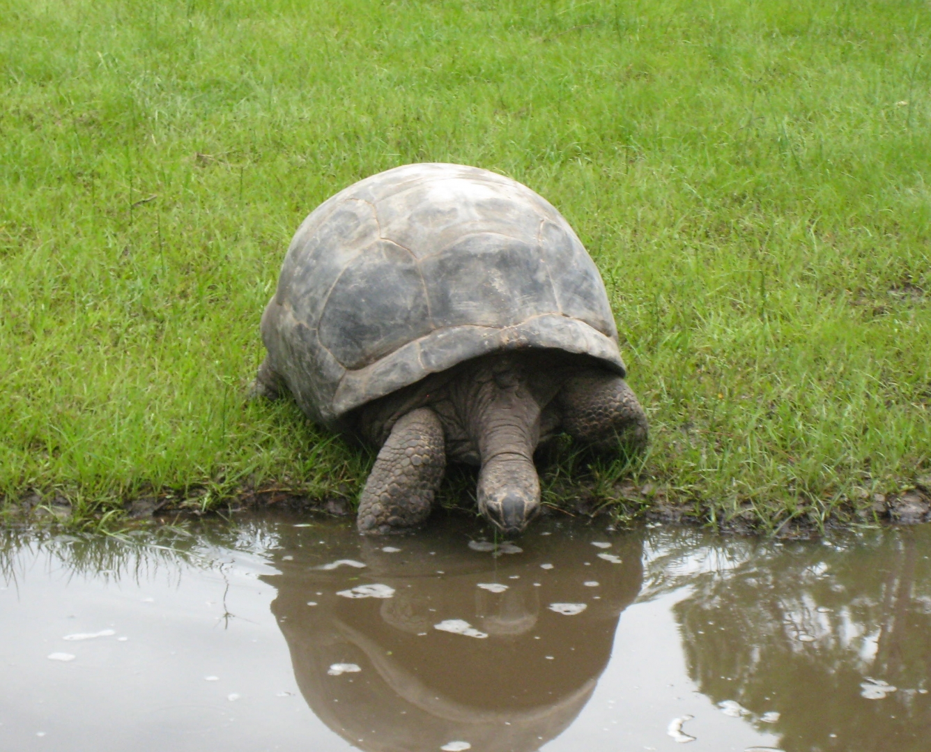 ALDABRA BREEDER