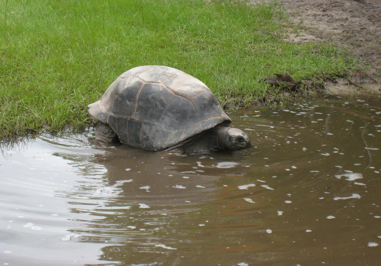 ALDABRA BREEDER