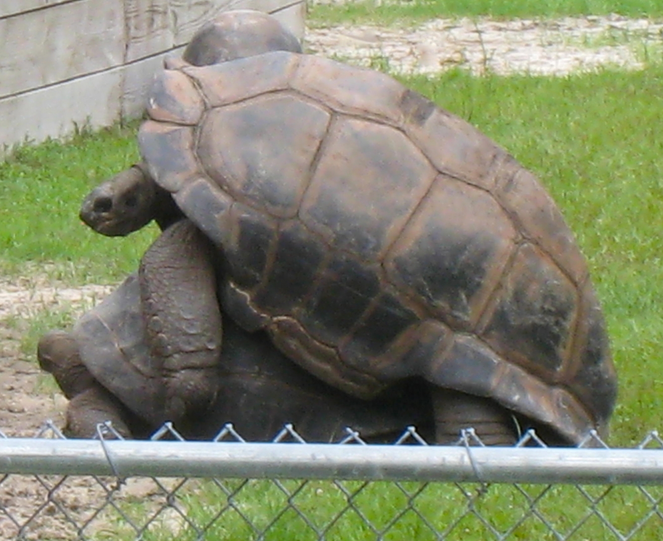 ALDABRA BREEDER