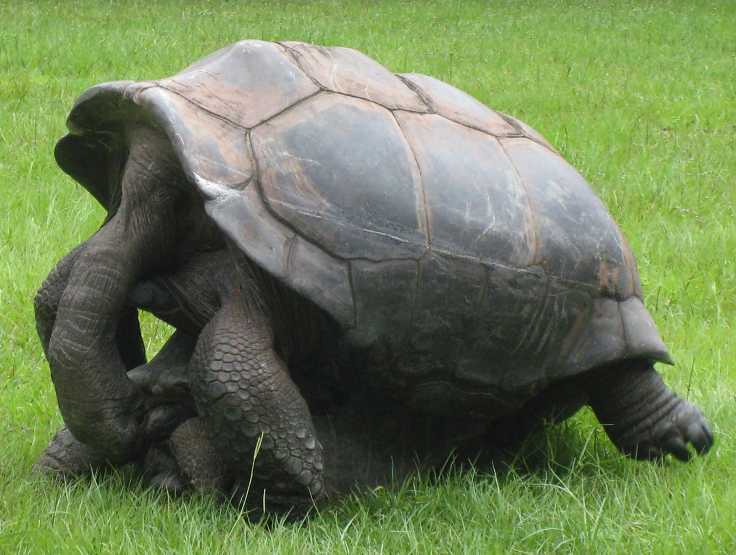 ALDABRA BREEDER