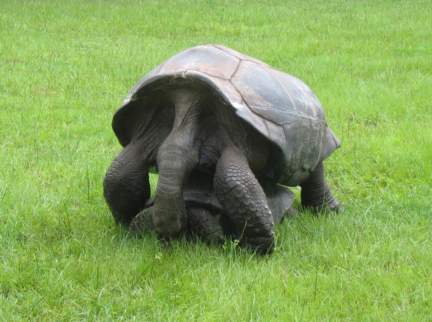 ALDABRA BREEDER