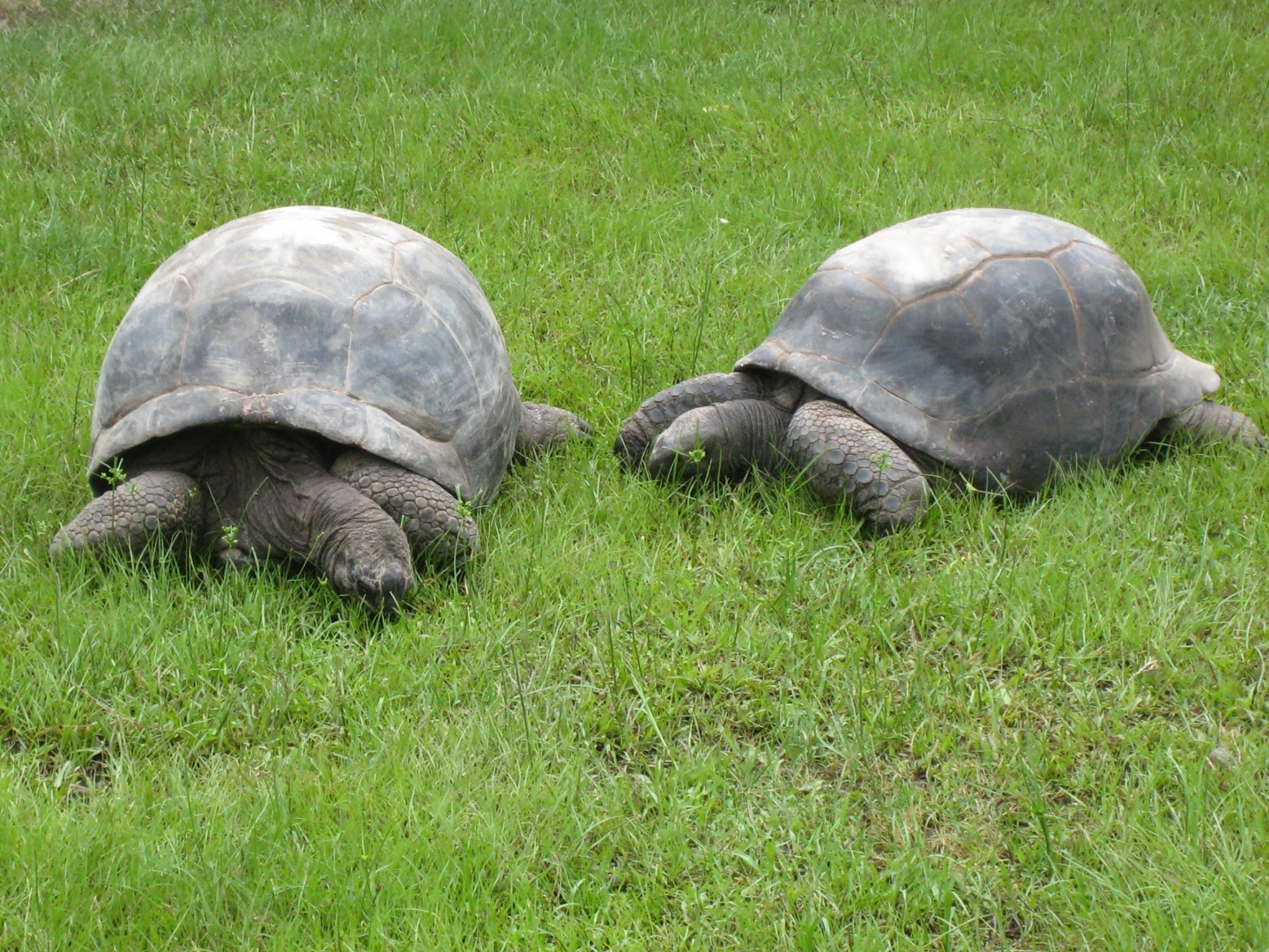 ALDABRA BREEDER