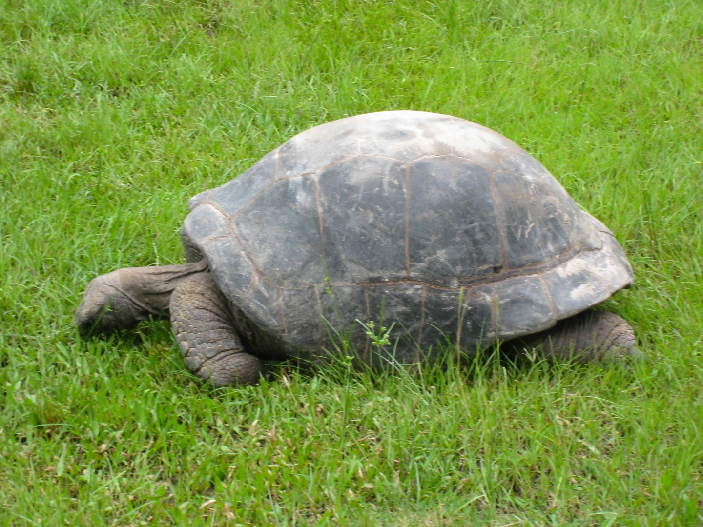 ALDABRA BREEDER