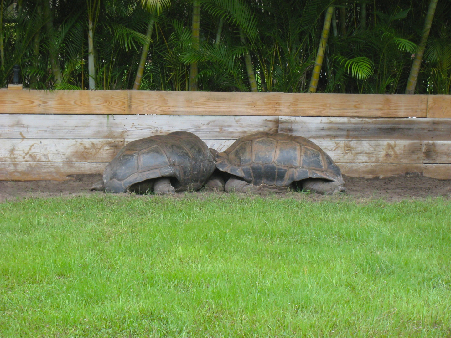 ALDABRA BREEDER