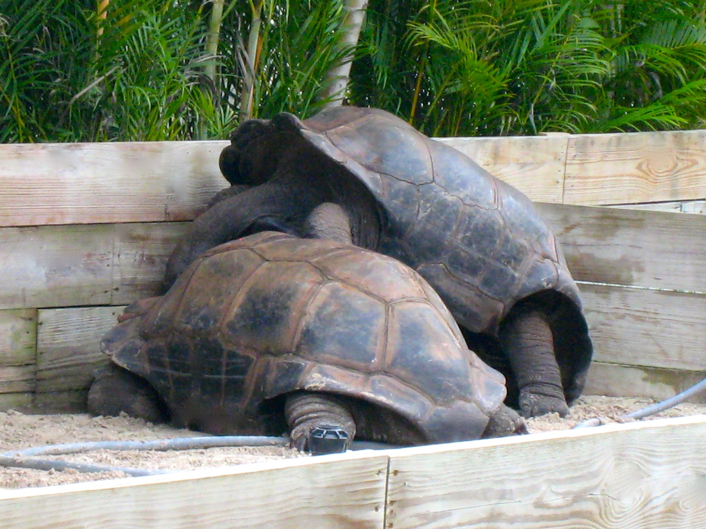 ALDABRA BREEDER