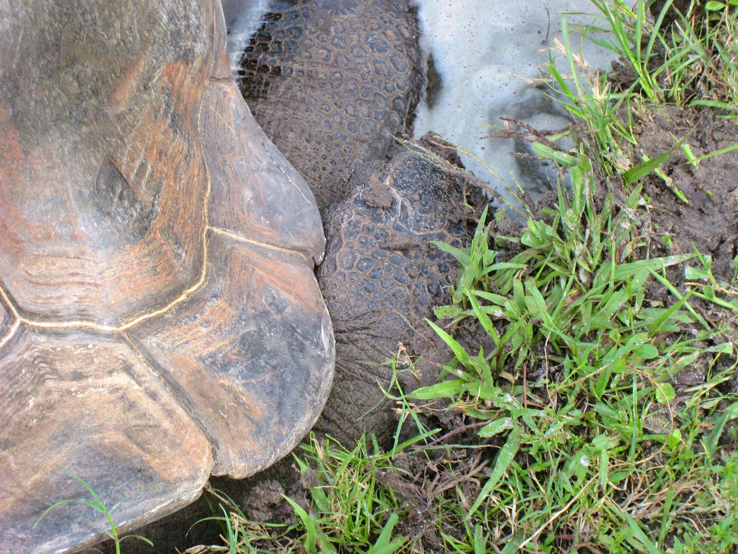 ALDABRA BREEDER